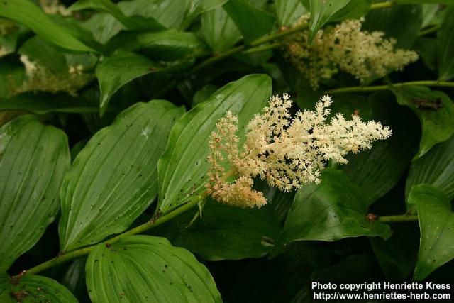 Photo: Smilacina racemosa 5.