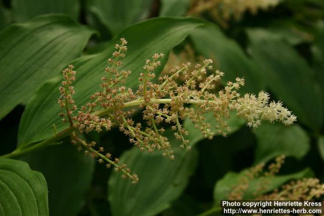 Photo: Smilacina racemosa 7.