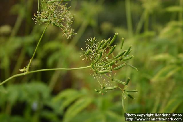 Photo: Smyrnium olusatrum 1.