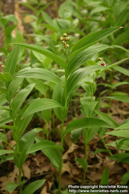 Photo: Smilacina stellata 5.