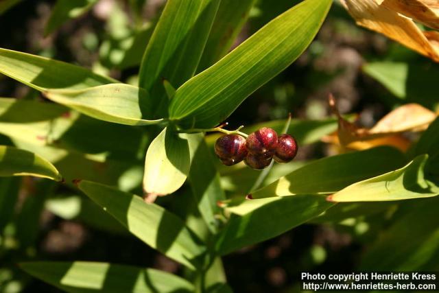 Photo: Smilacina racemosa 12.