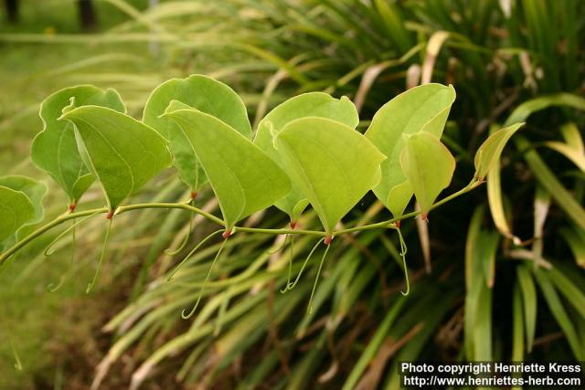 Photo: Smilax china 4.