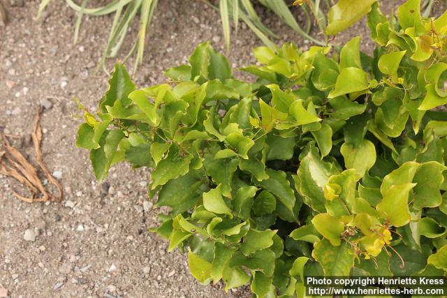 Photo: Smilax rotundifolia 0.