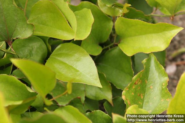 Photo: Smilax rotundifolia 1.