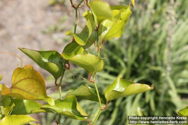 Photo: Smilax rotundifolia 4.