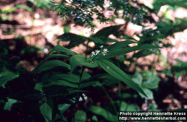 Photo: Smilacina stellata 1.