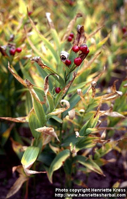 Photo: Smilacina stellata 4.