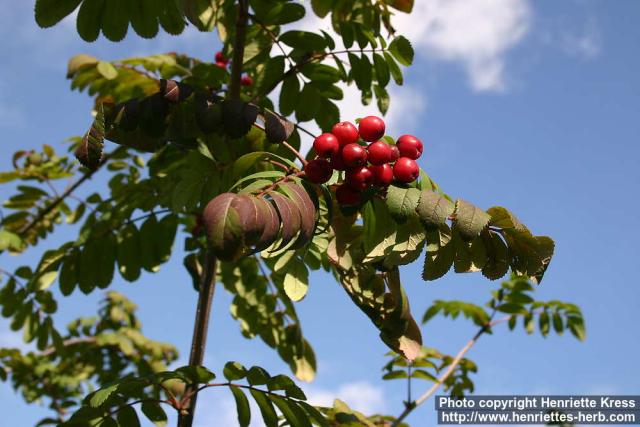 Photo: Sorbus aucuparia 16.