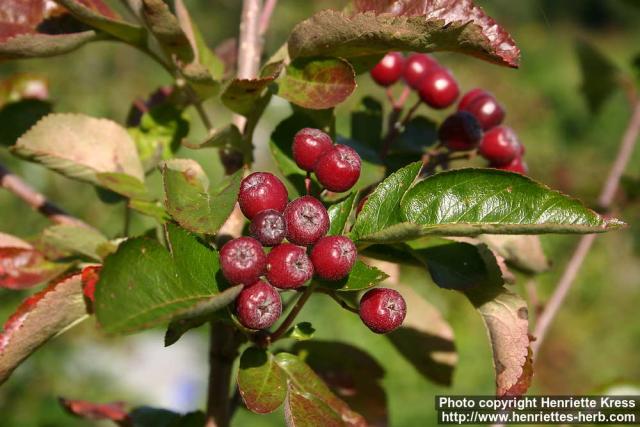 Photo: Sorbus hybrida 10.