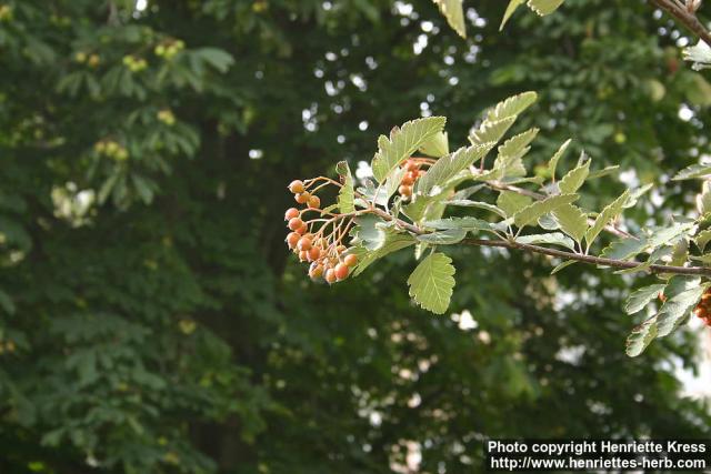 Photo: Sorbus intermedia.