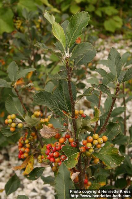 Photo: Sorbus aria 2.