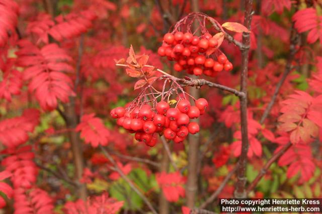 Photo: Sorbus commixta 1.