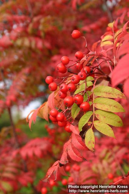 Photo: Sorbus commixta 2.