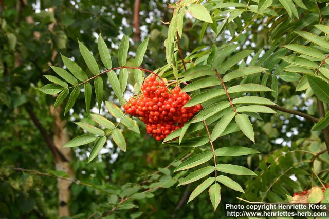 Photo: Sorbus americana 1.