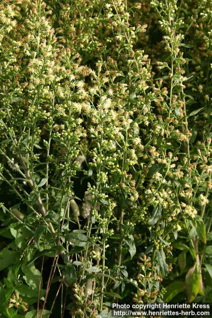 Photo: Solidago bicolor 1.