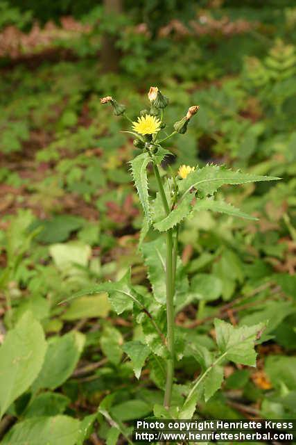 Photo: Sonchus arvensis 2.