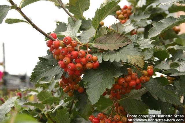 Photo: Sorbus intermedia 1.