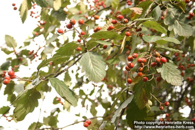 Photo: Sorbus intermedia 4.