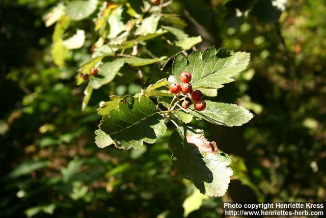 Photo: Sorbus intermedia 5.