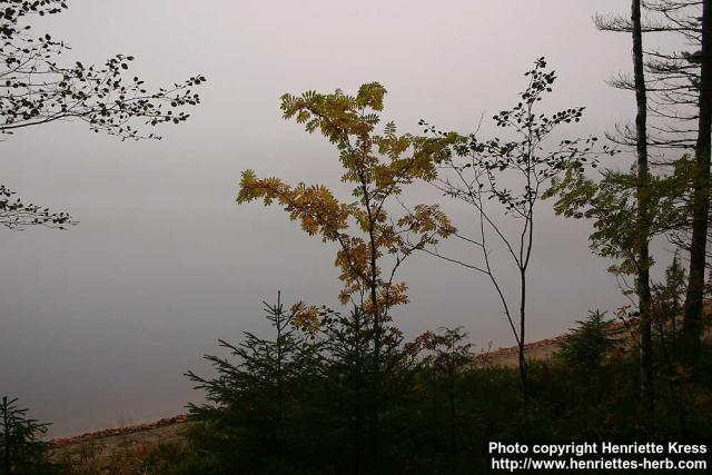 Photo: Sorbus aucuparia 20.