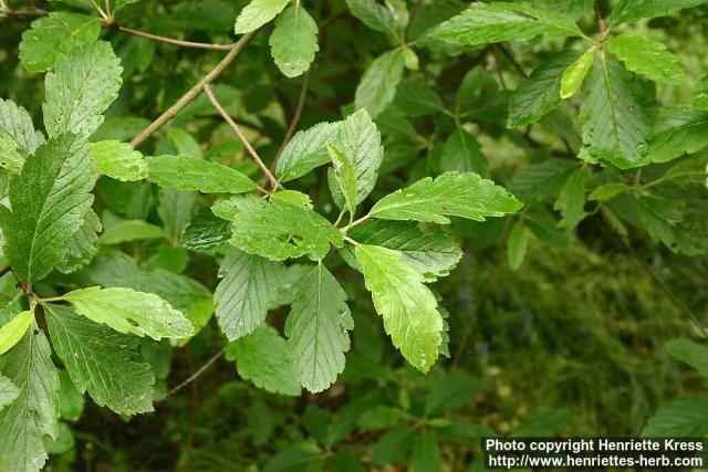 Photo: Sorbus minima.