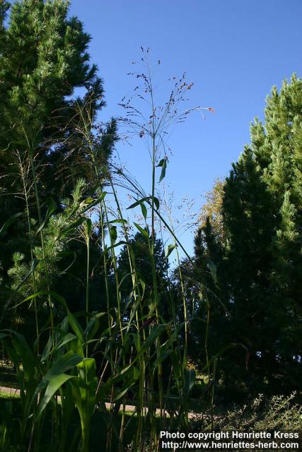 Photo: Sorghum bicolor tech.