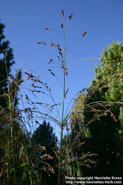 Photo: Sorghum bicolor tech 1.