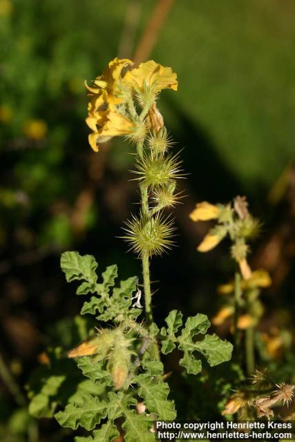 Photo: Solanum rostratum 1.