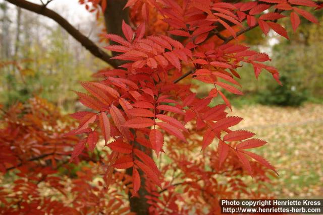 Photo: Sorbus 3.