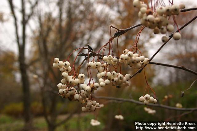 Photo: Sorbus prattii 1.