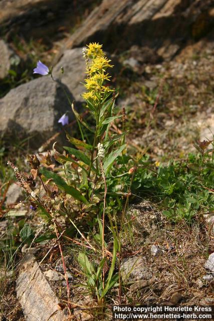 Photo: Solidago virgaurea 10.