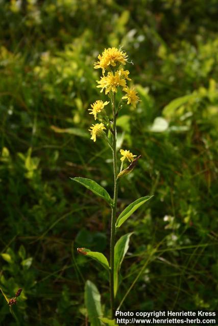 Photo: Solidago virgaurea 7.