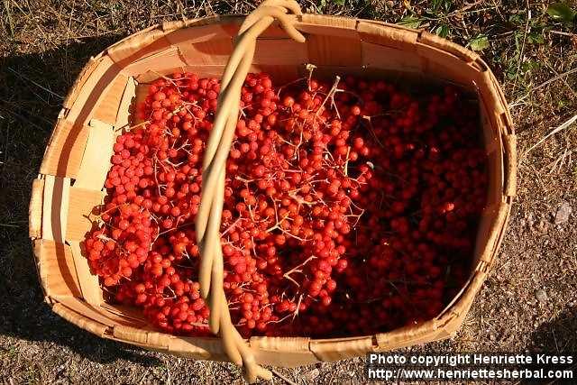 Photo: Sorbus aucuparia 26.