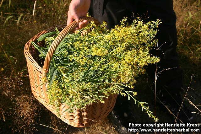 Photo: Solidago virgaurea 9.