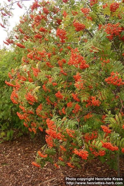 Photo: Sorbus pohuashanensis.