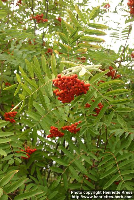 Photo: Sorbus kamtschatcensis.