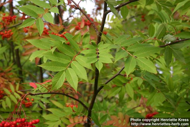 Photo: Sorbus commixta 6.