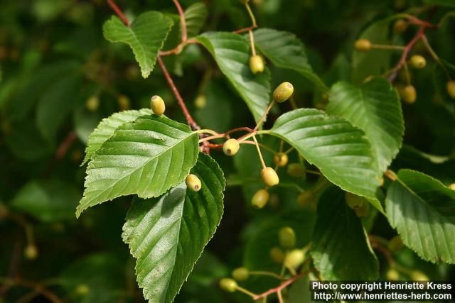 Photo: Sorbus alnifolia 2.