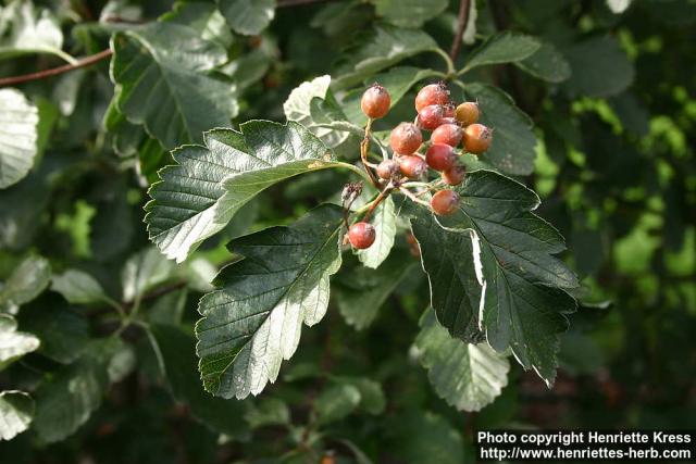 Photo: Sorbus intermedia 6.