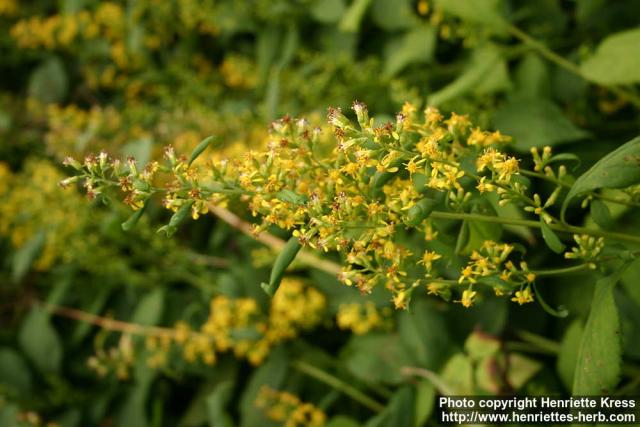 Photo: Solidago flexicaulis 1.