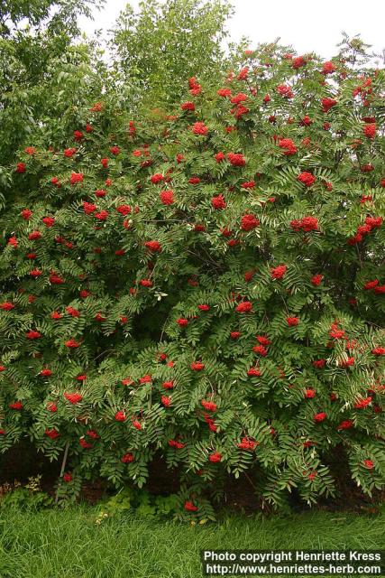 Photo: Sorbus decora 6.