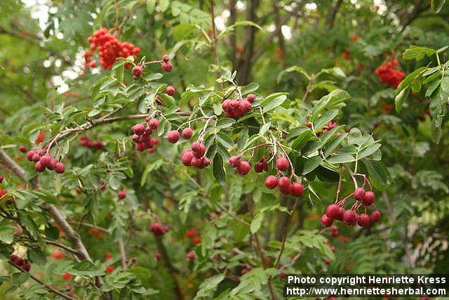 Photo: Sorbus 5.