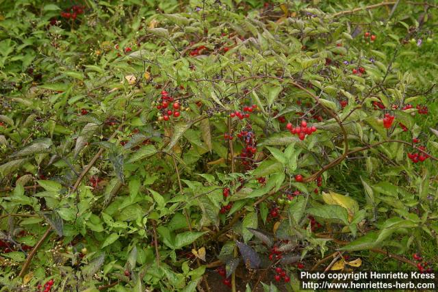 Photo: Solanum dulcamara 11.