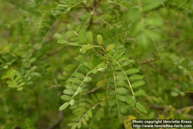 Photo: Sophora toromiro 1.