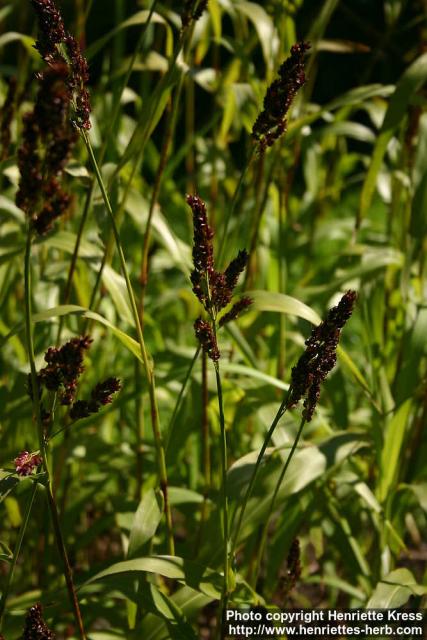 Photo: Sorghum bicolor 6.