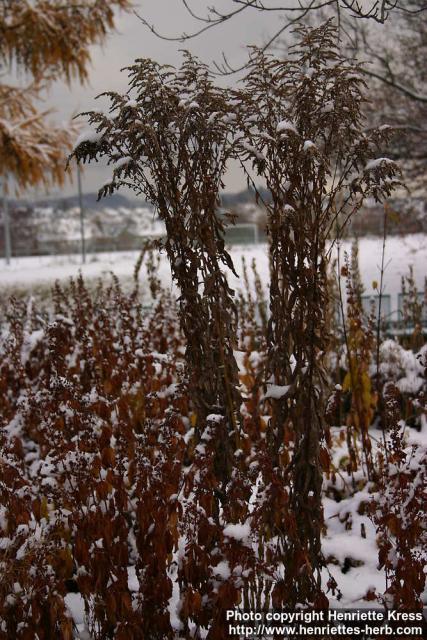 Photo: Solidago gigantea 2.