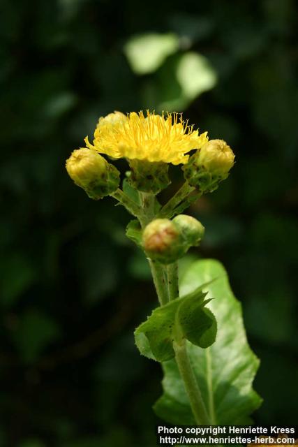 Photo: Sonchus congestus 2.