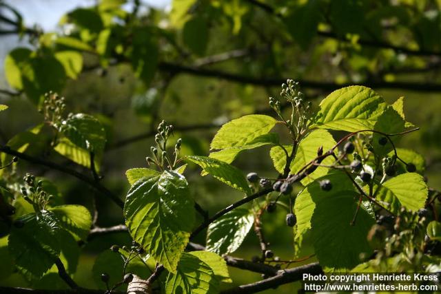 Photo: Sorbus alnifolia 4.