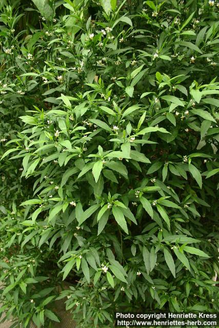 Photo: Solanum pseudocapsicum 1.