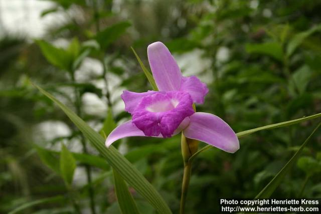 Photo: Sobralia macrantha.